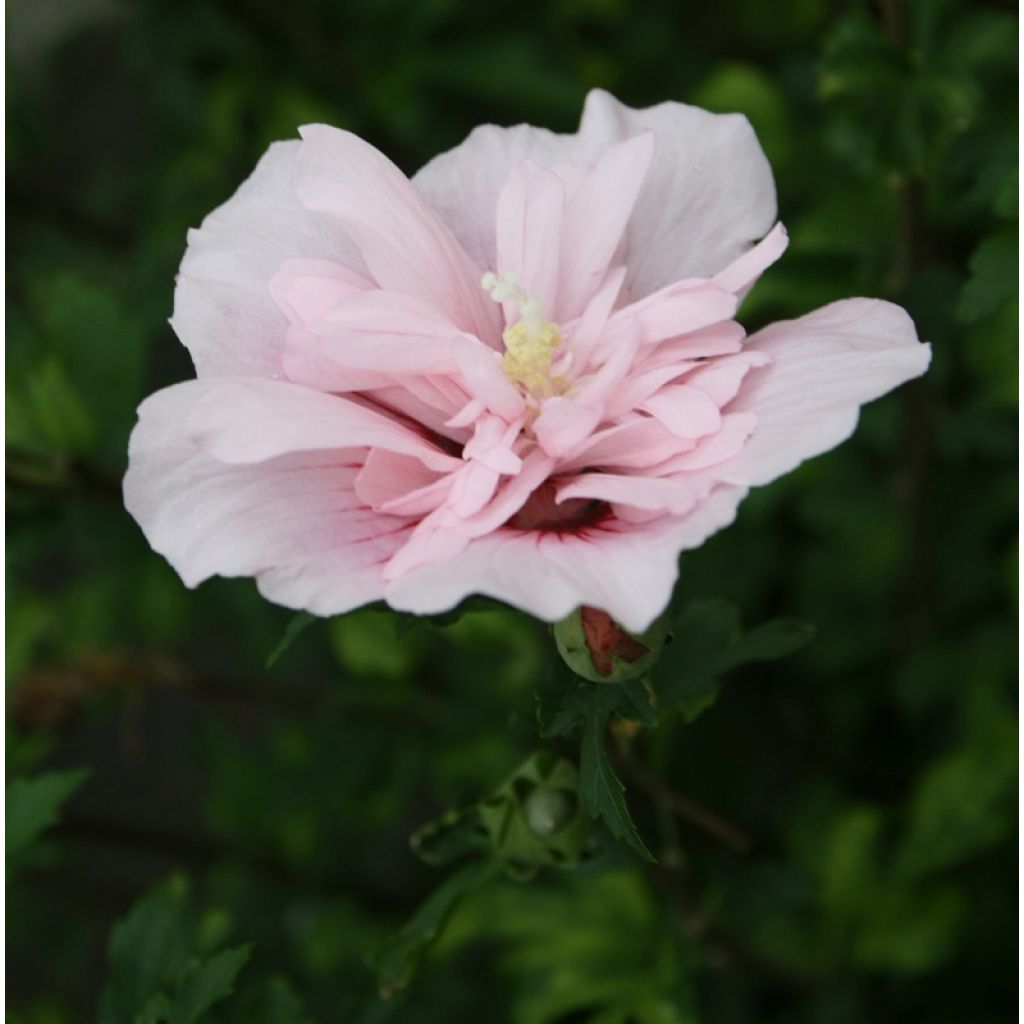 Hibiscus syriacus Pink Chiffon - Althéa semi-double rose pâle