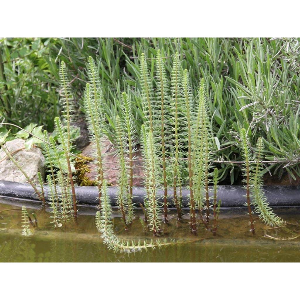 Hippuris vulgaris - Pesse d'eau 