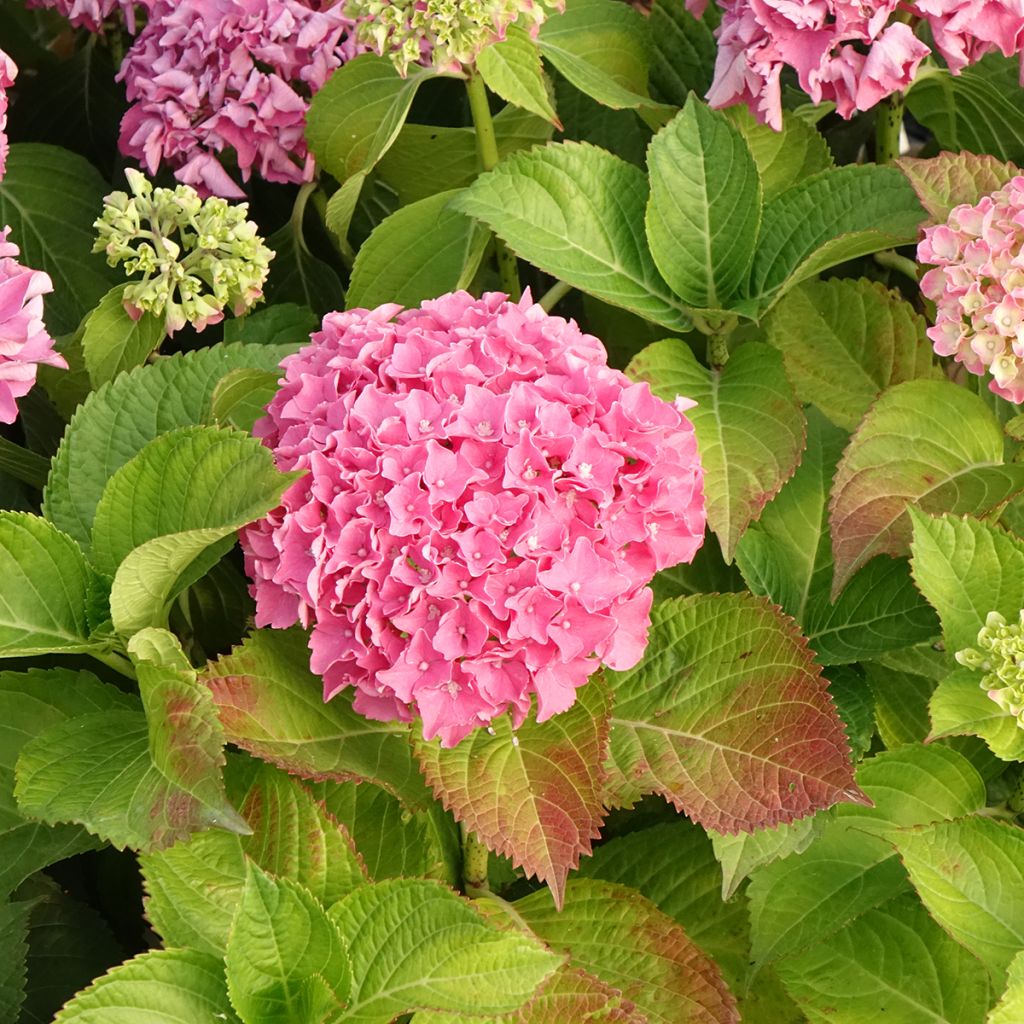 Hortensia - Hydrangea macrophylla Beautensia Spike