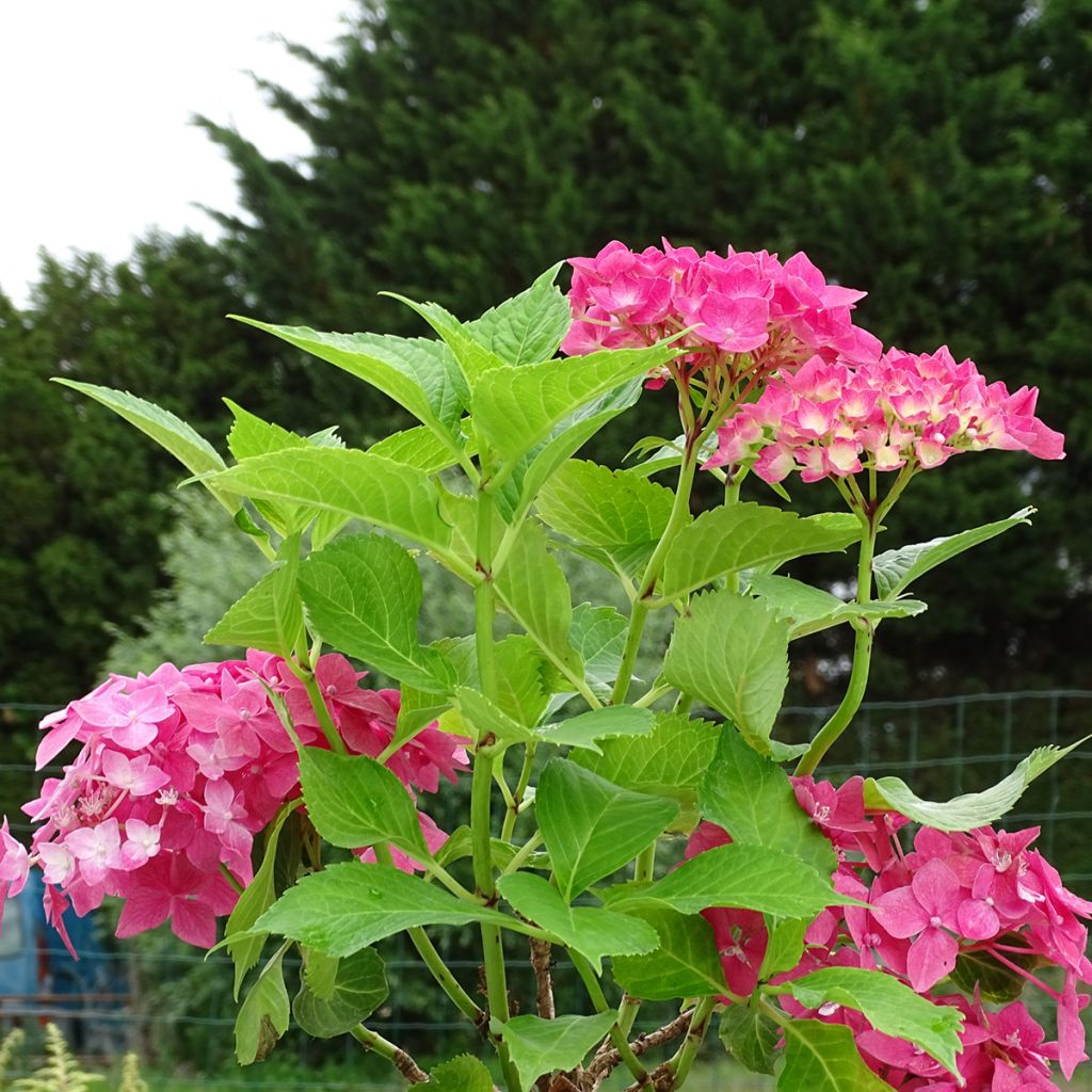 Hortensia 'Constellation'