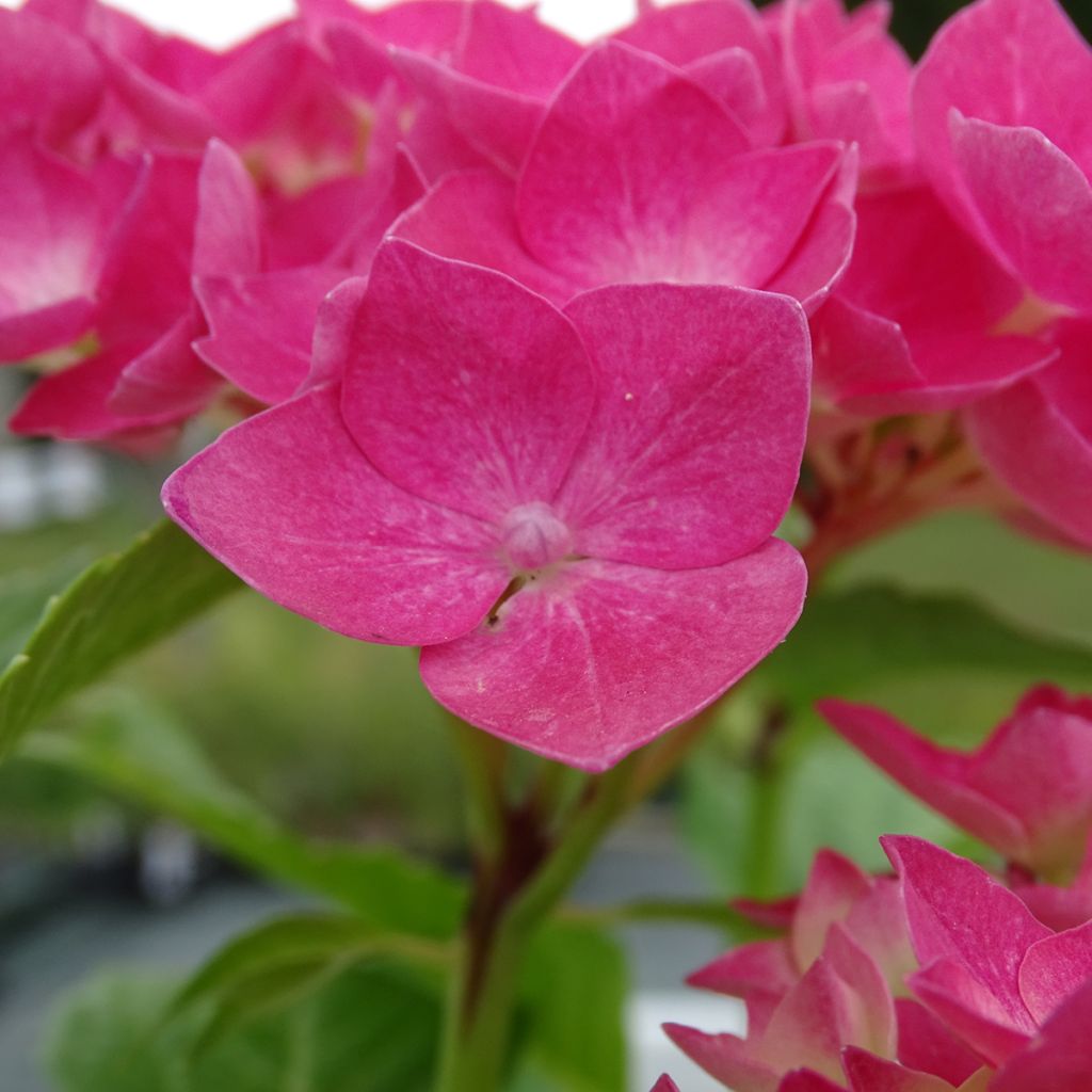 Hortensia macrophylla Constellation