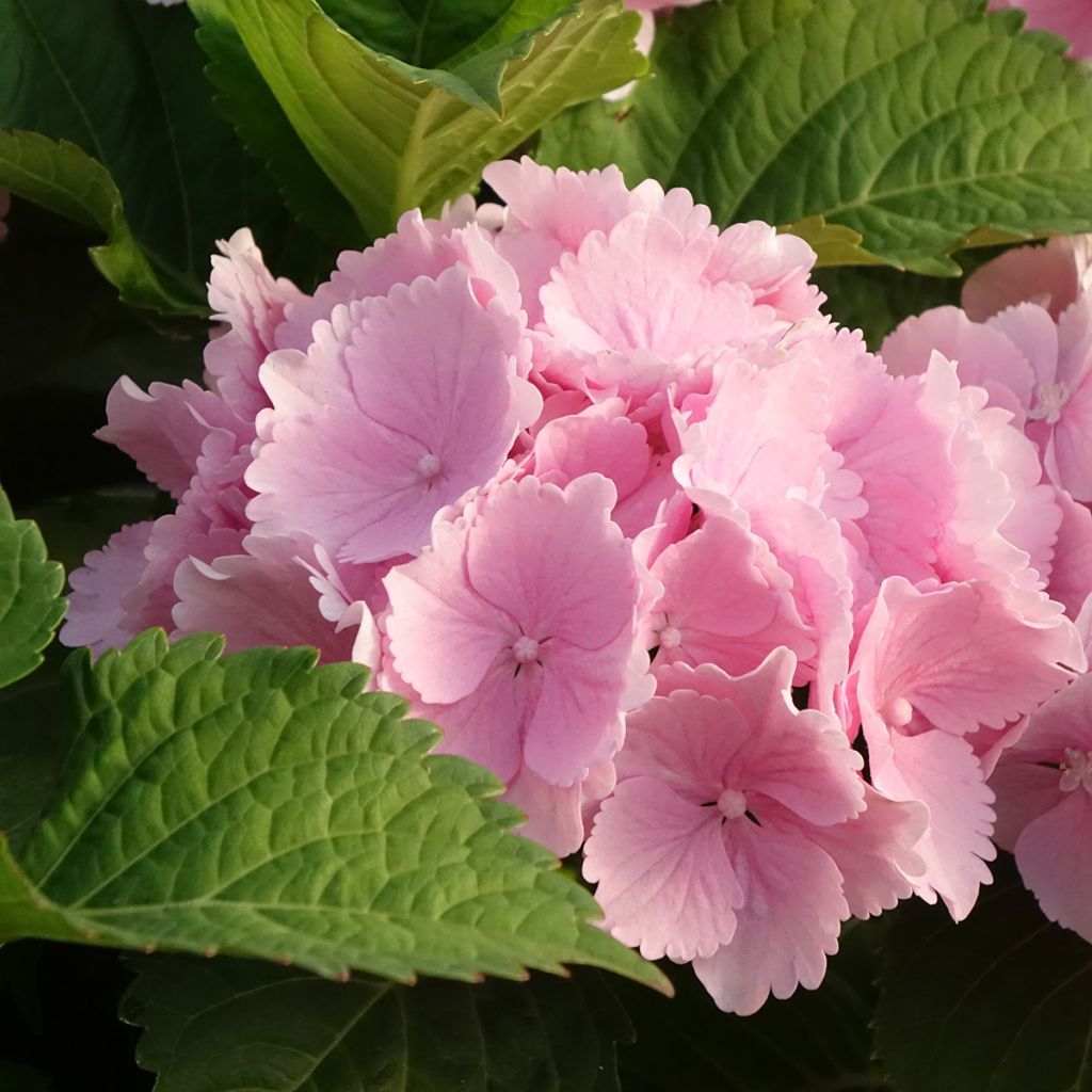 Hortensia - Hydrangea macrophylla Everbloom Pink Wonder
