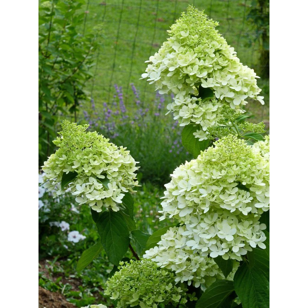 Hydrangea paniculata Limelight - Hortensia paniculé