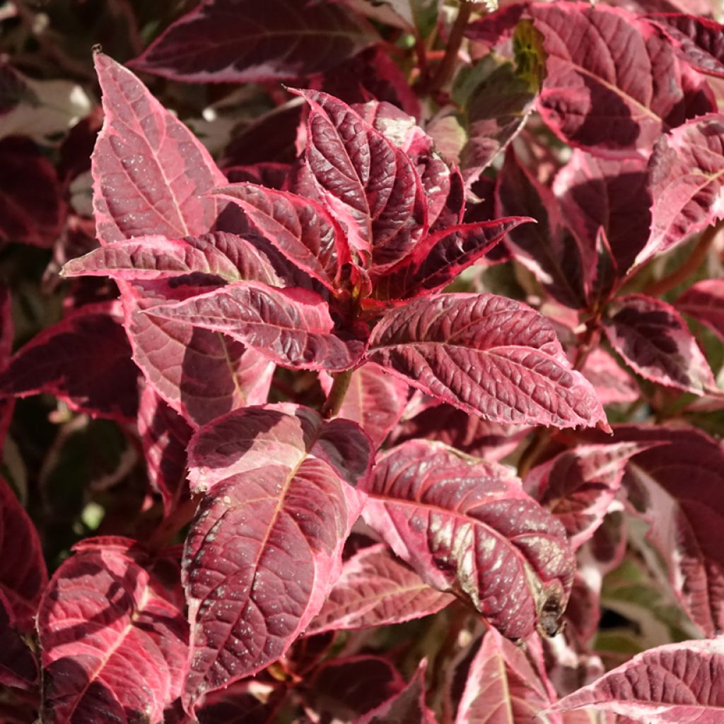 Hortensia - Hydrangea serrata Euphoria Pink