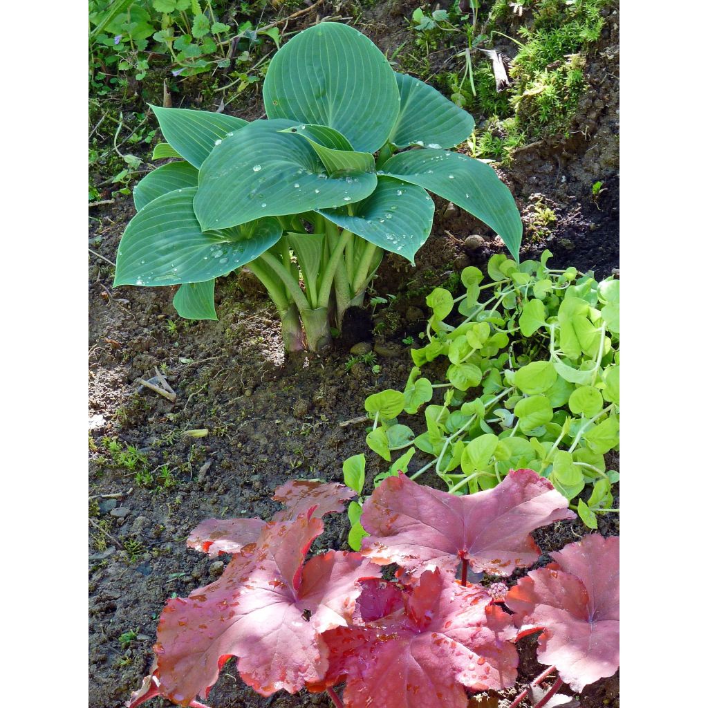 Hosta tardiana Halcyon - Hosta bleu