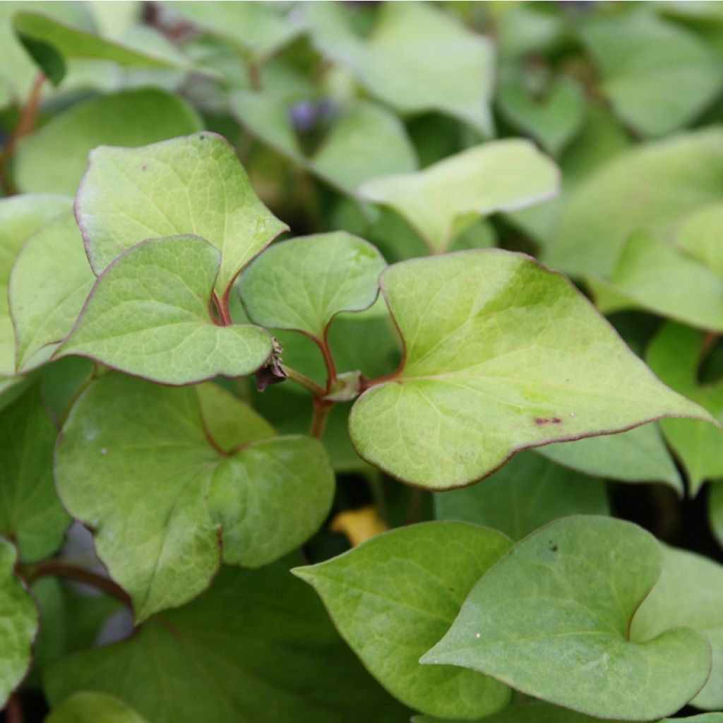 Houttuynia cordata - Coriandre des bois