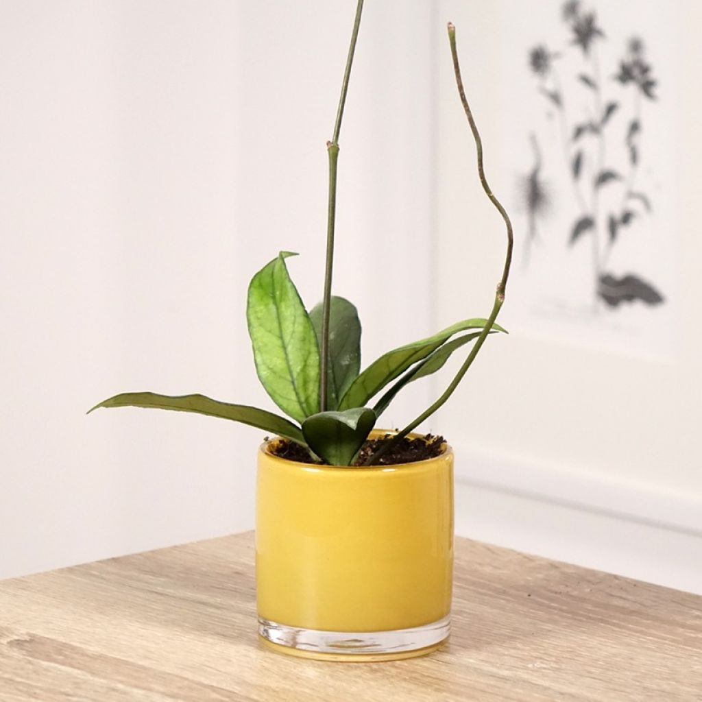 Hoya crassipetiolata - Fleur de porcelaine