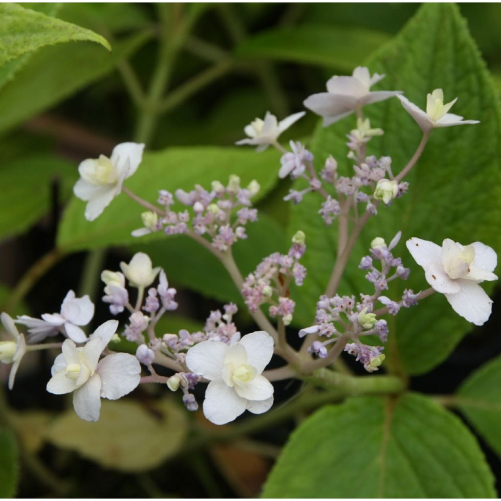 Hortensia - Hydrangea involucrata Yoraku Tama