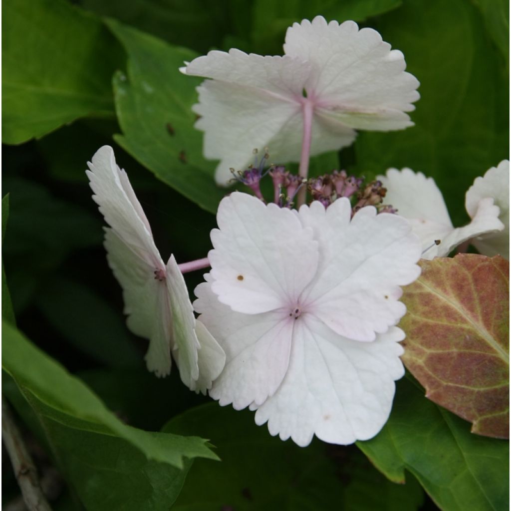 Hortensia - Hydrangea macrophylla Koria