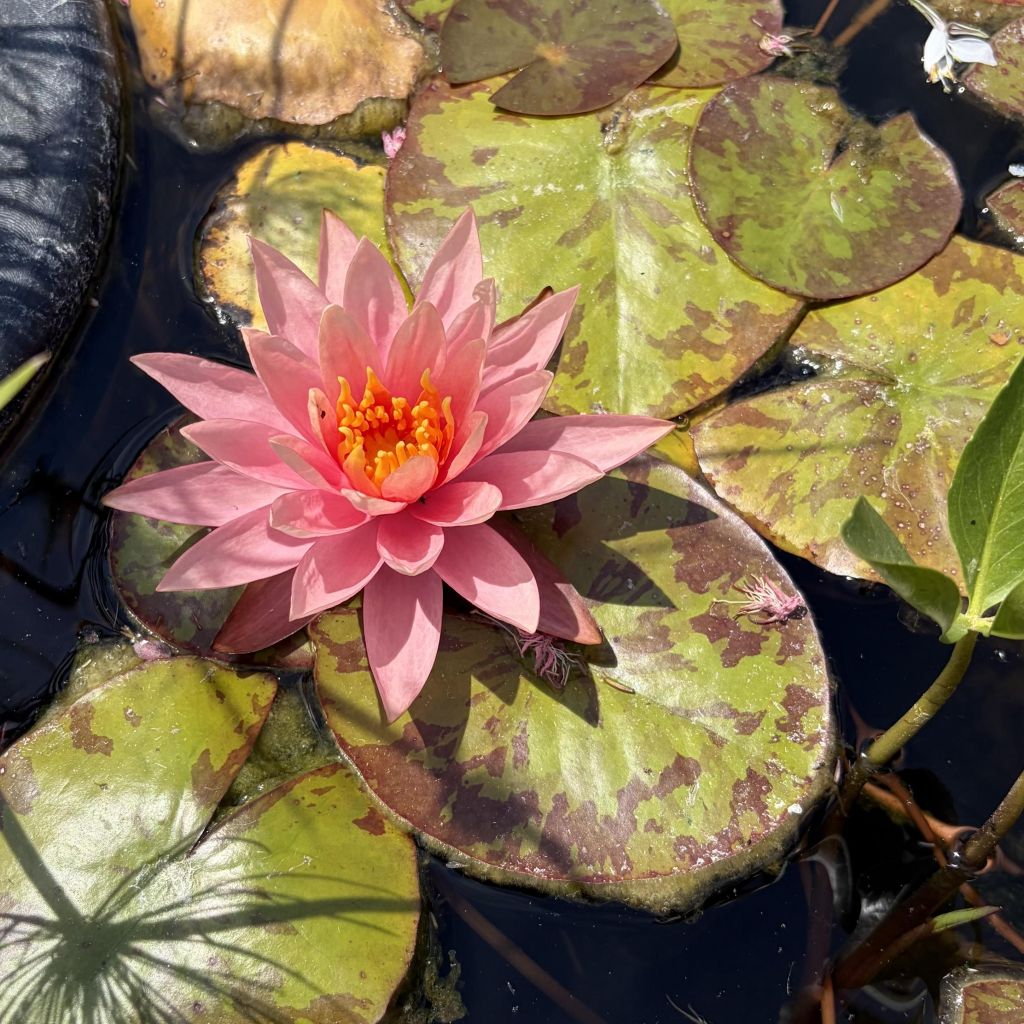 Nymphaea Colorado - Nénuphar rustique rose saumon