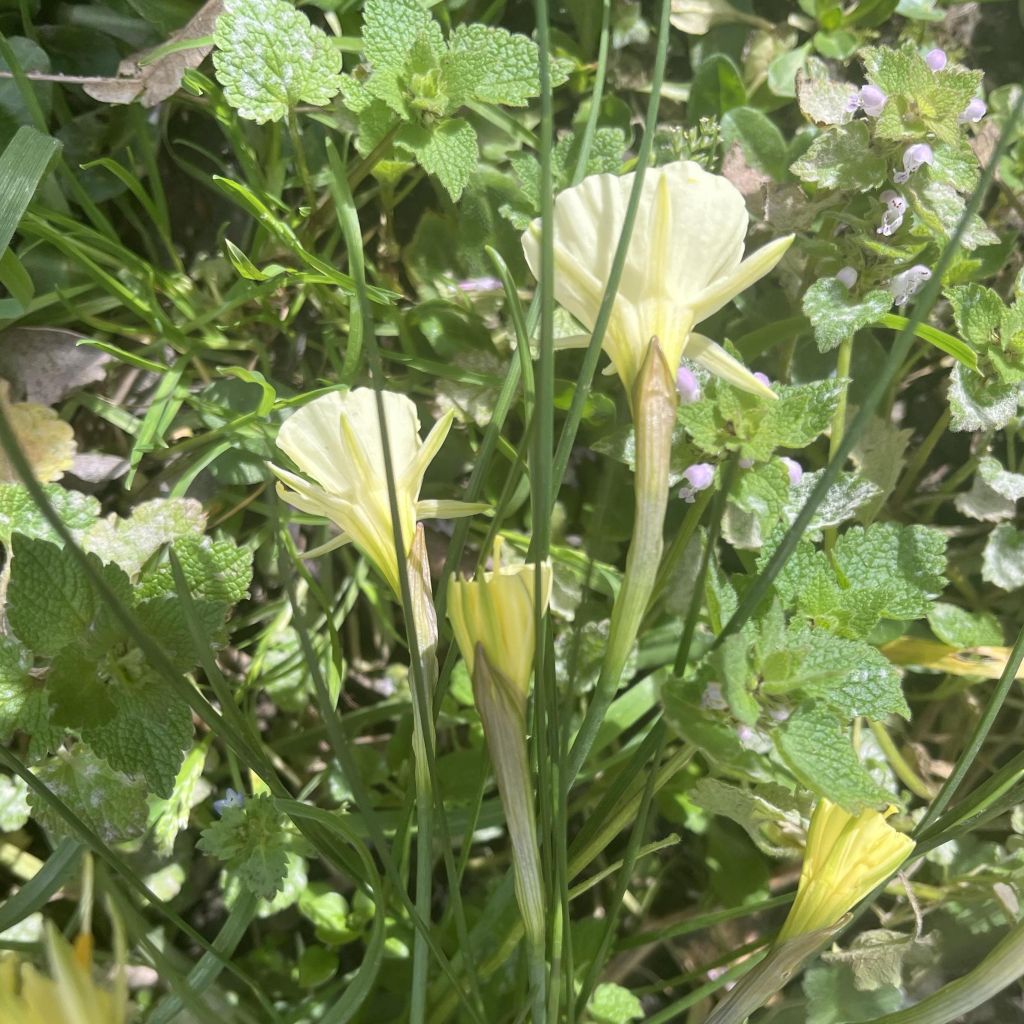 Narcisse bulbocodium White Petticoat