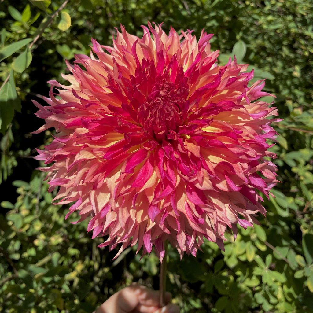 Dahlia géant Myrtle's Folly