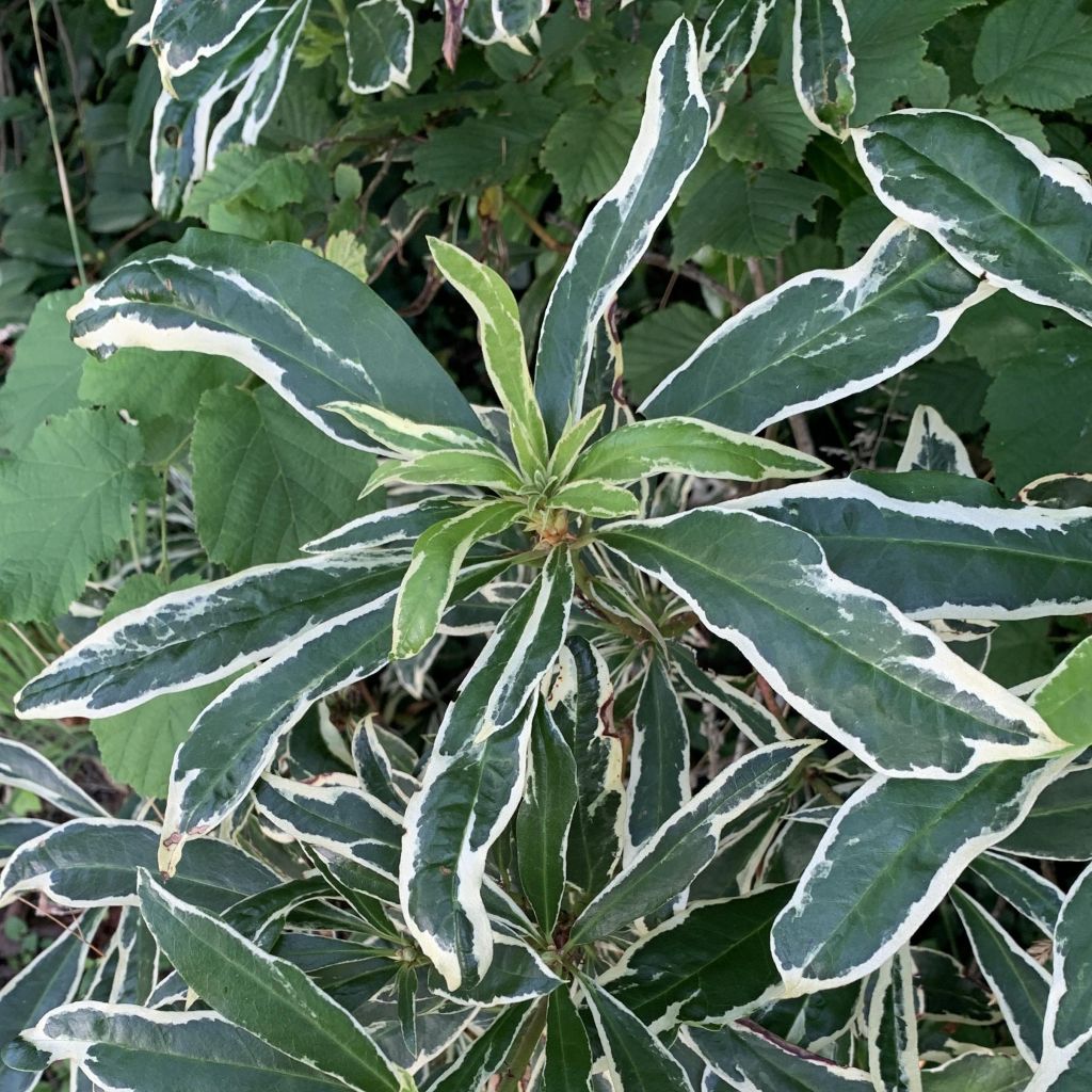 Andromède du Japon - Pieris japonica Ralto Rose