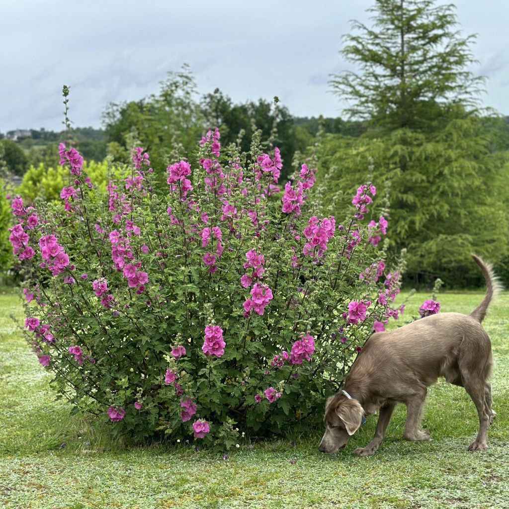 Lavatère thuringiaca Bredon Springs