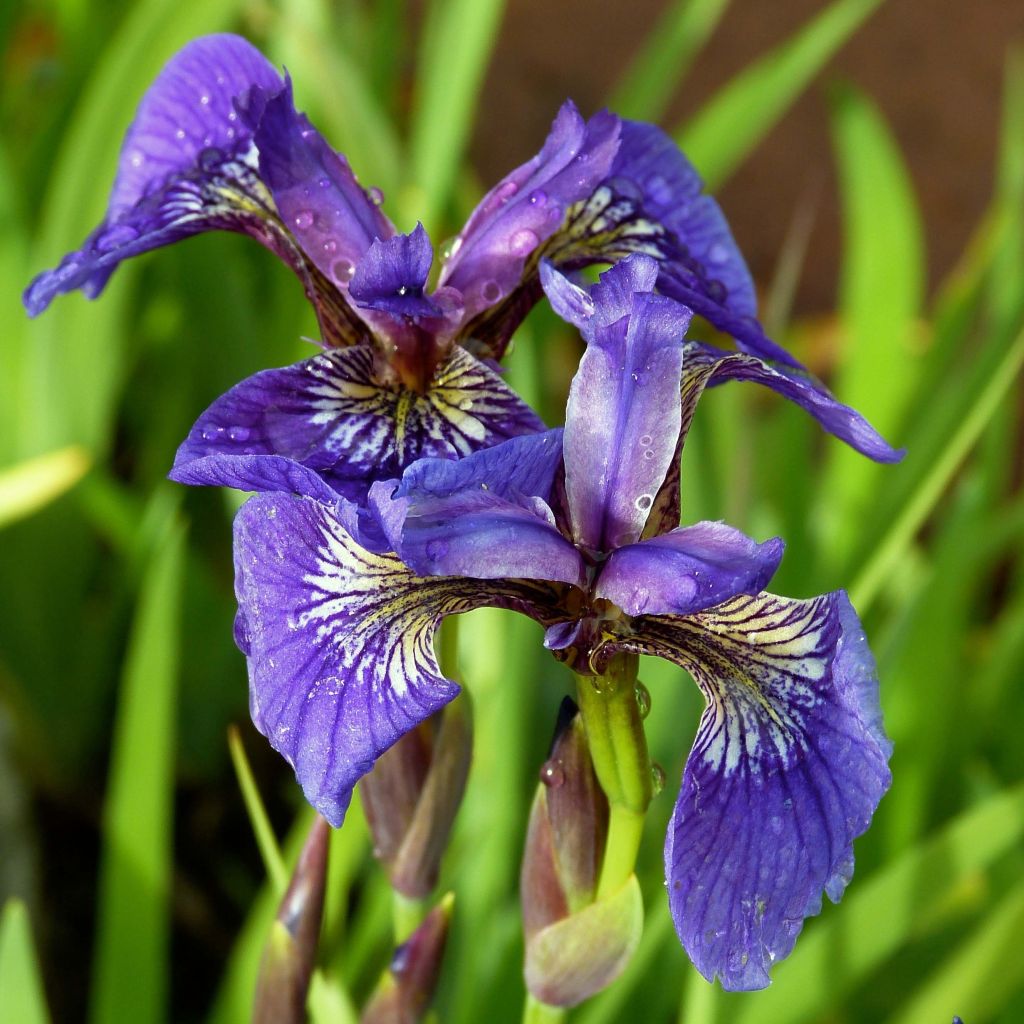 Iris setosa - Iris d'Alaska