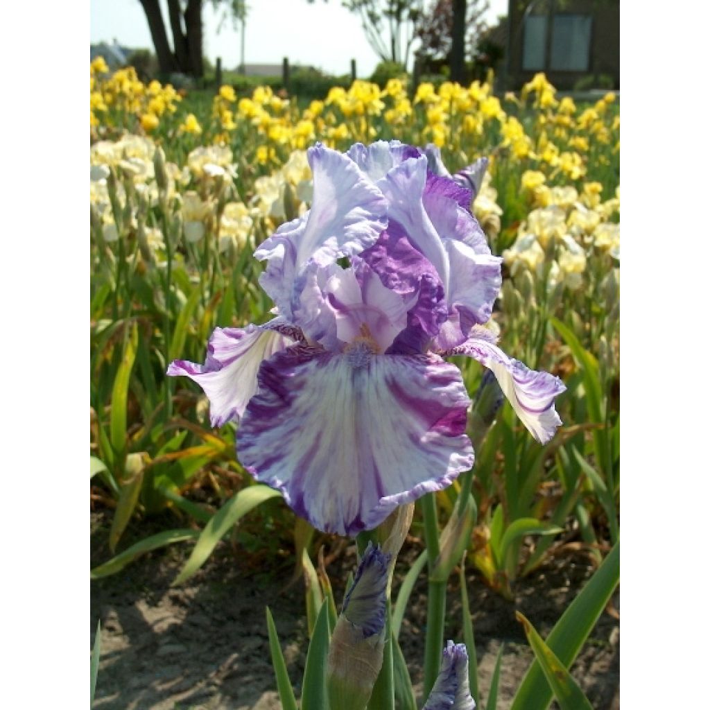 Iris germanica Batik - Shazam - Iris des jardins