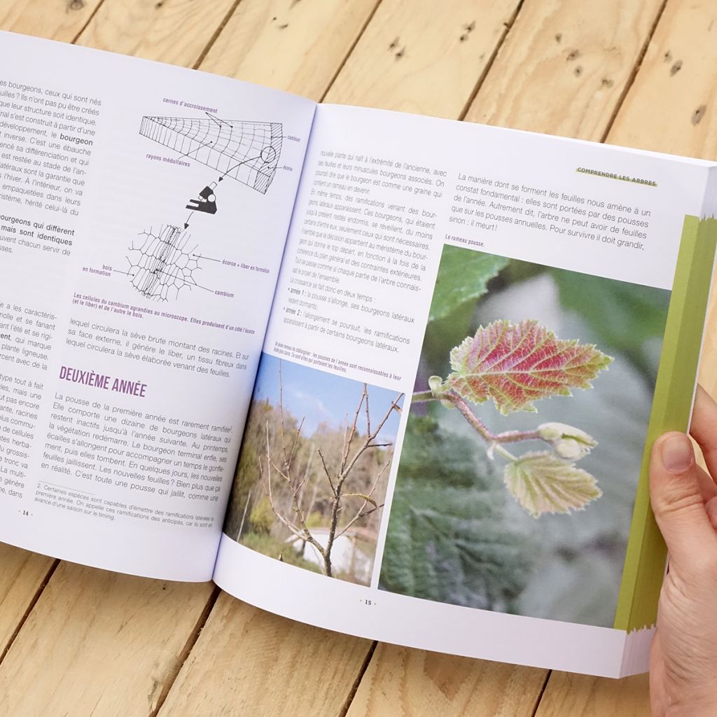 J'apprends à tailler mes arbres