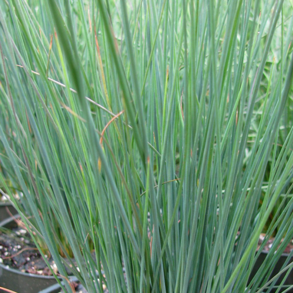 Juncus inflexus Blue Arrows - Jonc glauque