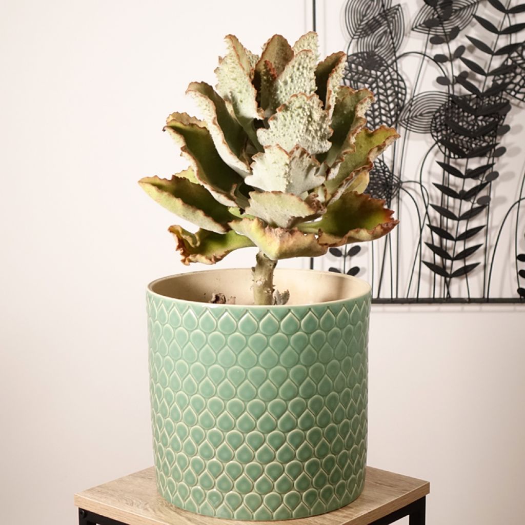 Kalanchoe beharensis Fang