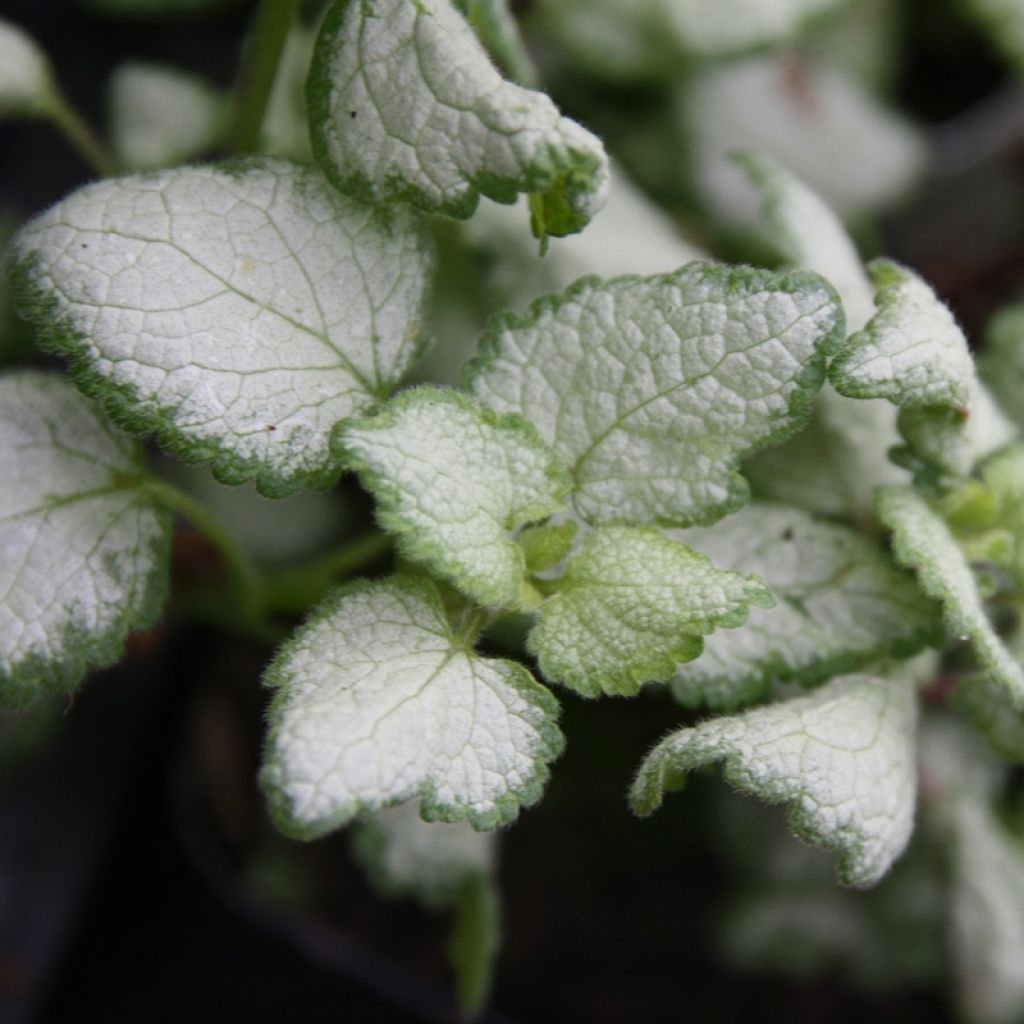 Lamium maculatum Red Nancy - Lamier pourpre