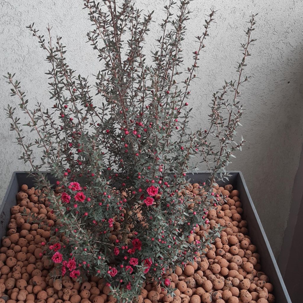 Leptospermum scoparium Red damask - Arbre à thé