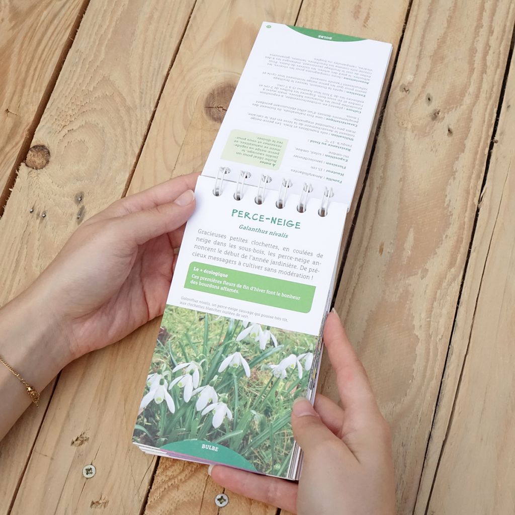 Les antisèches de Terre vivante : Fleurs d'automne et d'hiver