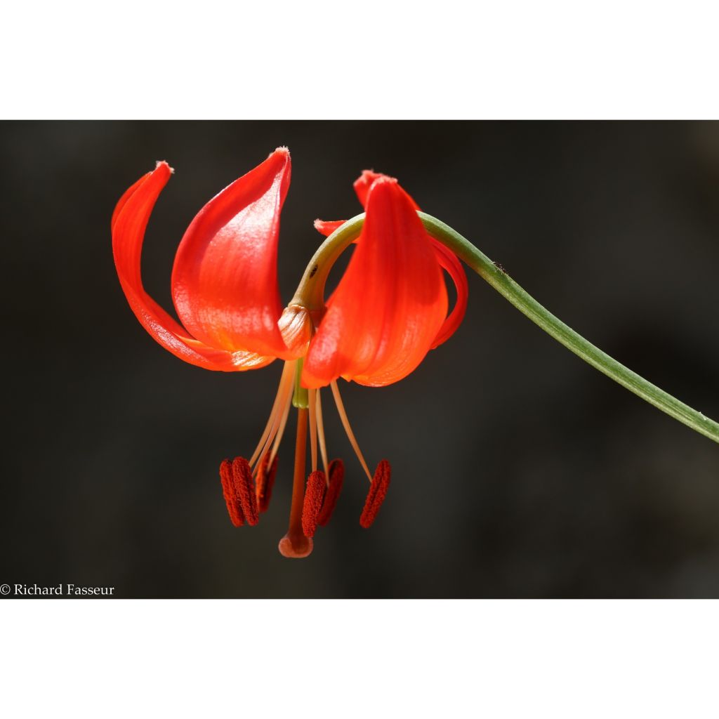 Lis botanique corail - Lilium pumilum