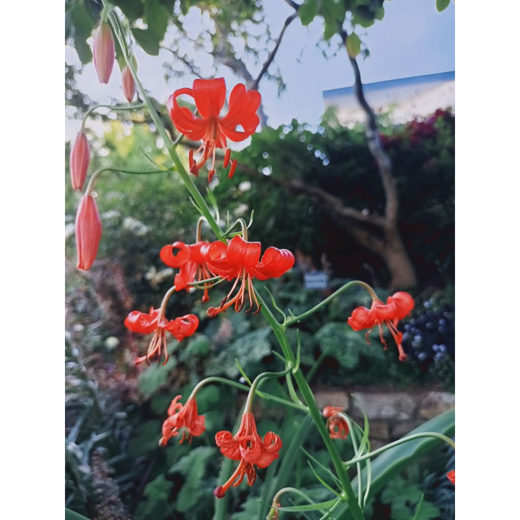 Lis botanique corail - Lilium pumilum