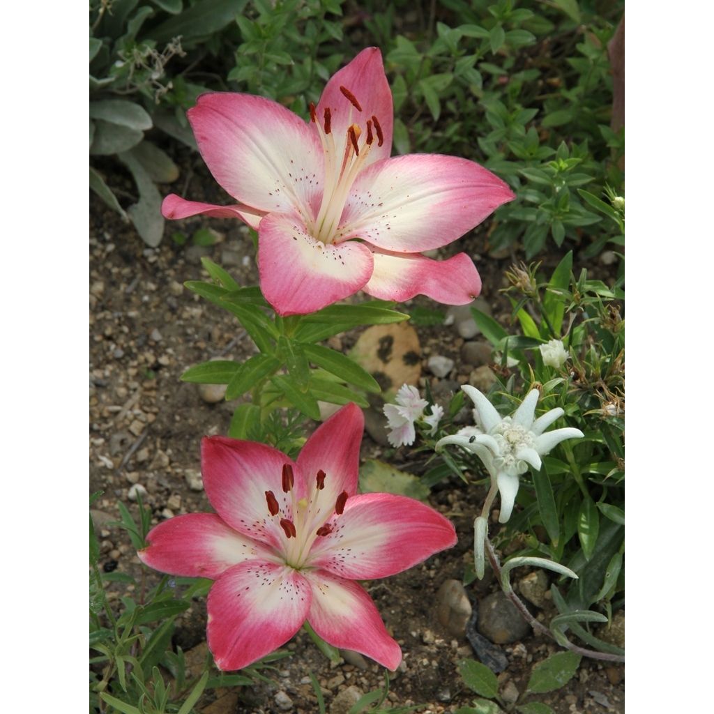 Lis nain asiatique - Lilium Pink Pixie 