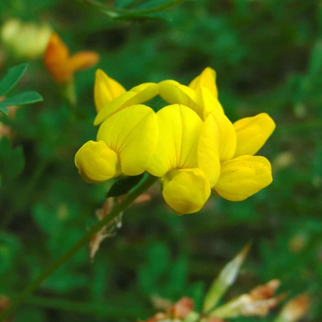 Lotier corniculé - Lotus corniculatus Graines
