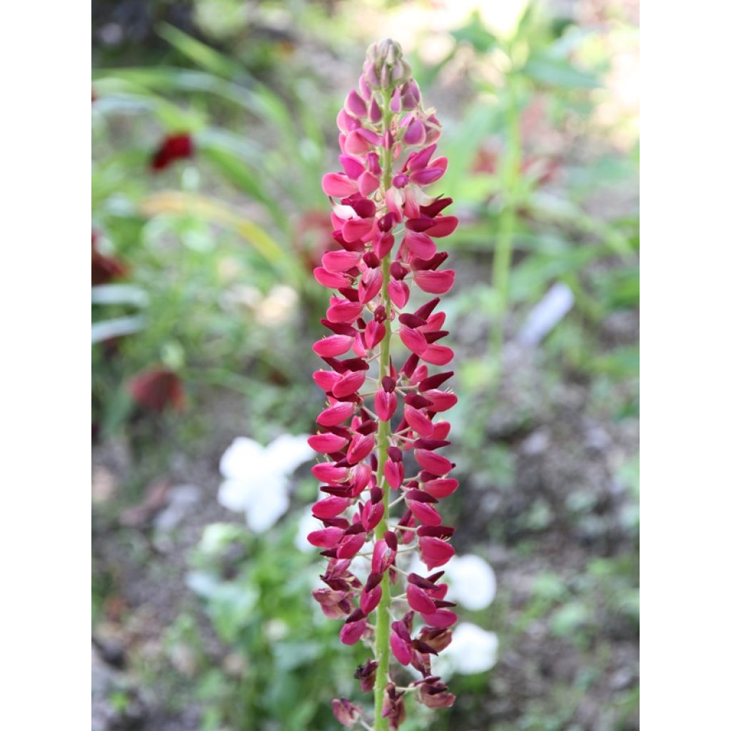 Graines de Lupin vivace Russell Hybrids en mélange - Lupinus polyphyllus
