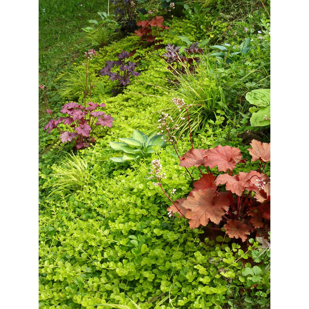 Lysimachia nummularia aurea