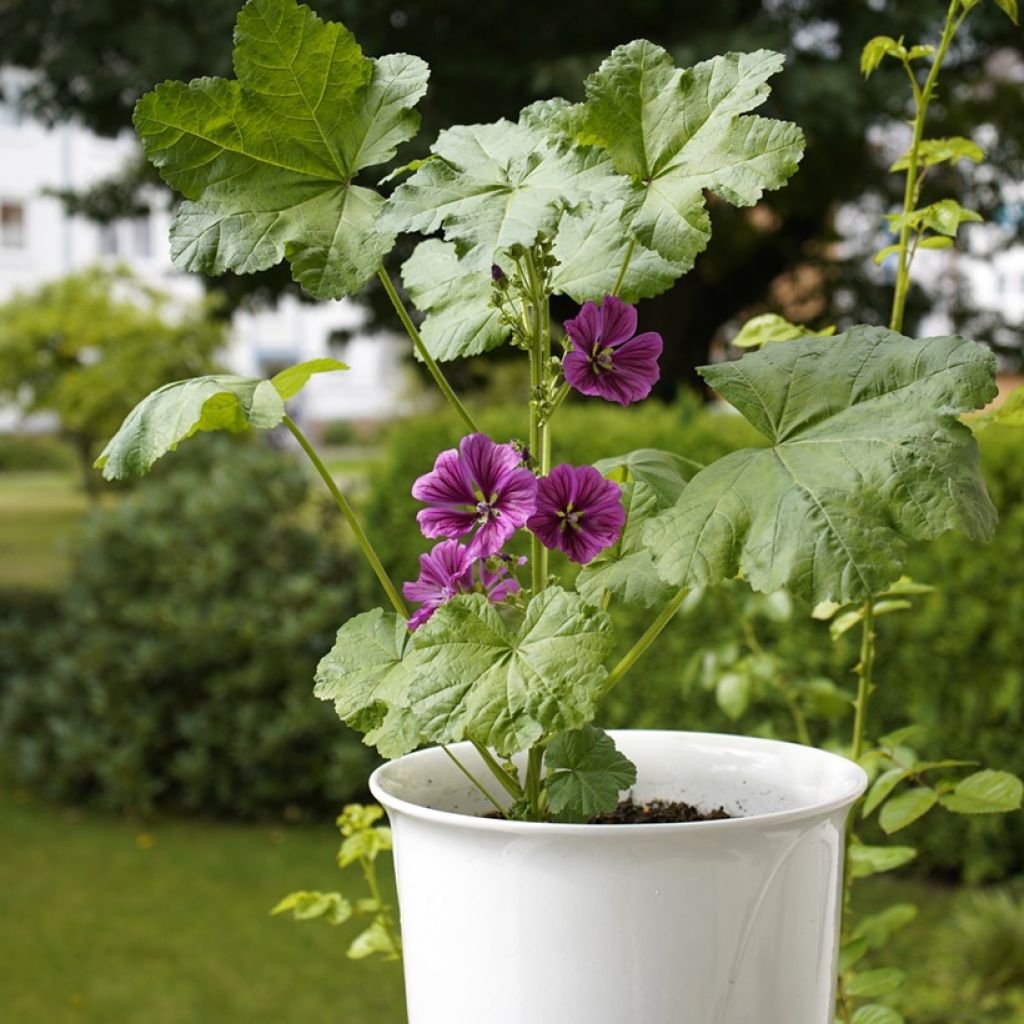 Graines de Malva sylvestris var Mauritiana Bio - Mauve de Mauritanie