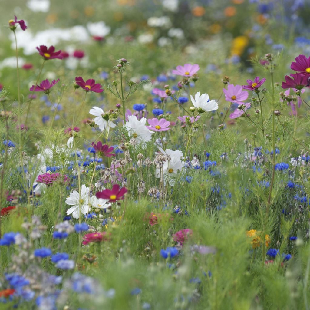 Mélange Cueillette estivale à semer