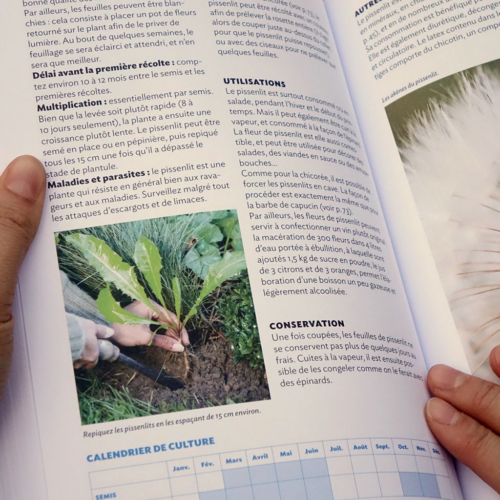 Mon potager de vivaces - Nouvelle édition enrichie