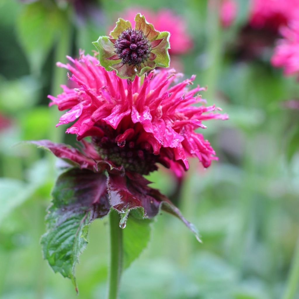 Monarda Bee True - Monarde