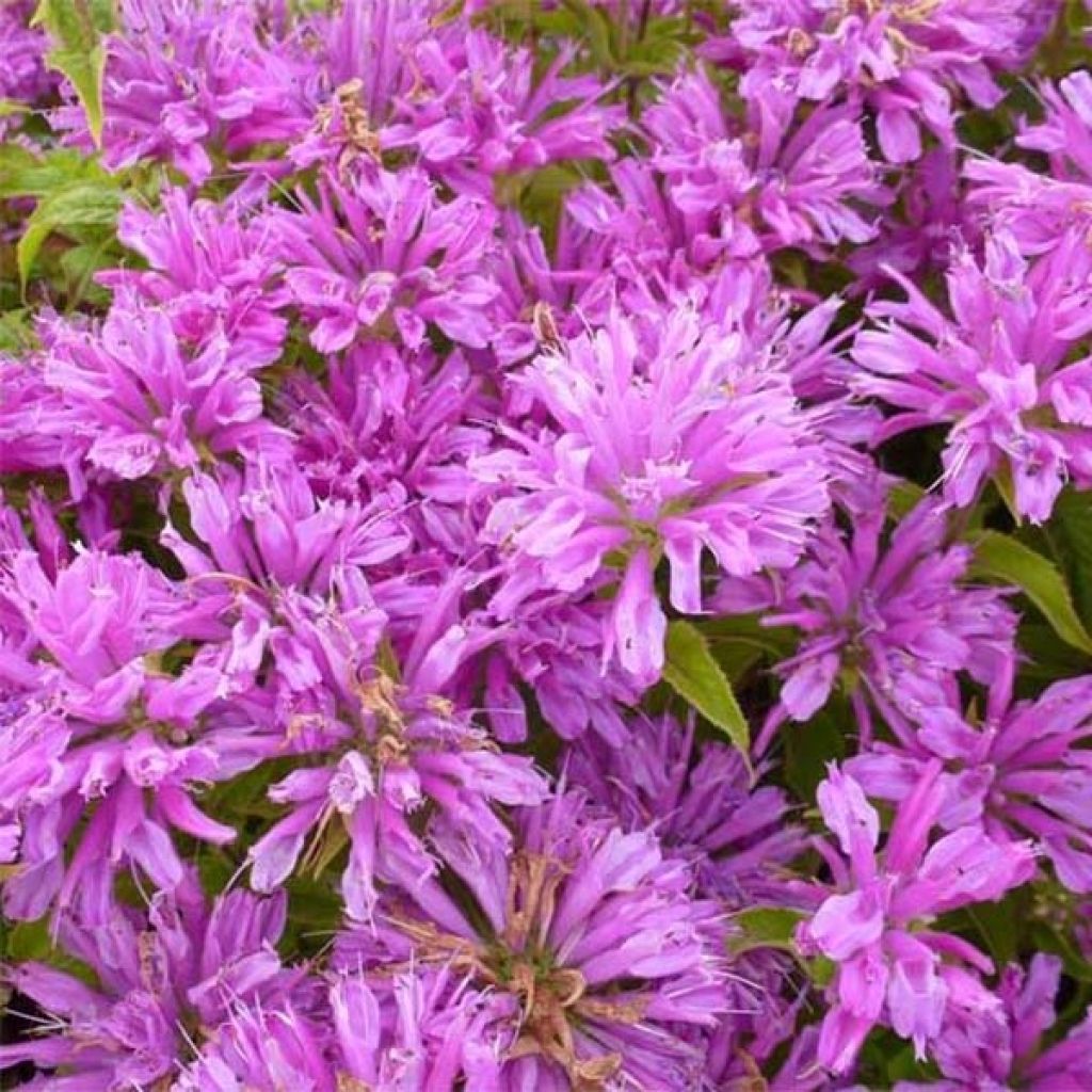 Monarde Petite Delight - Bergamote naine, rose franc.