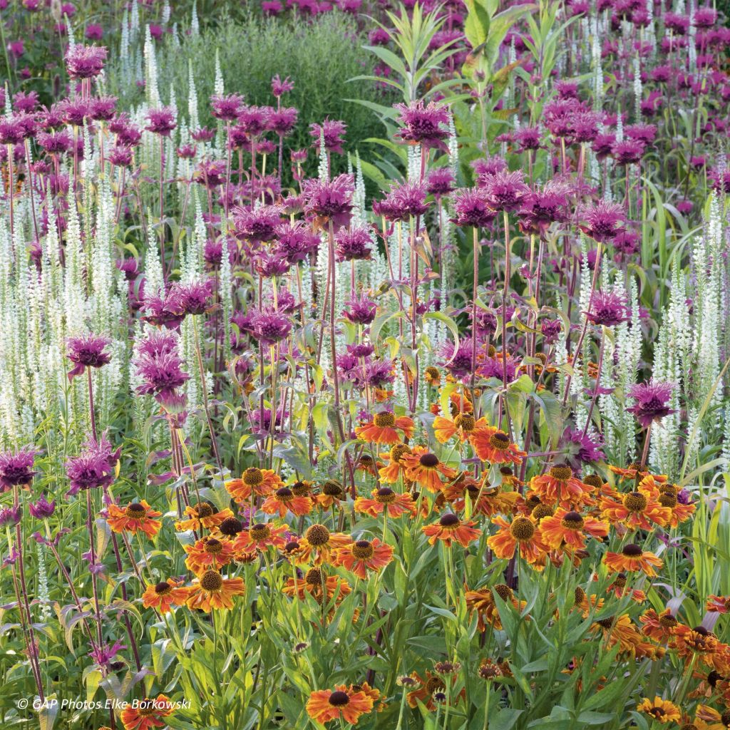 Monarde Scorpion - Bergamote lie-de-vin