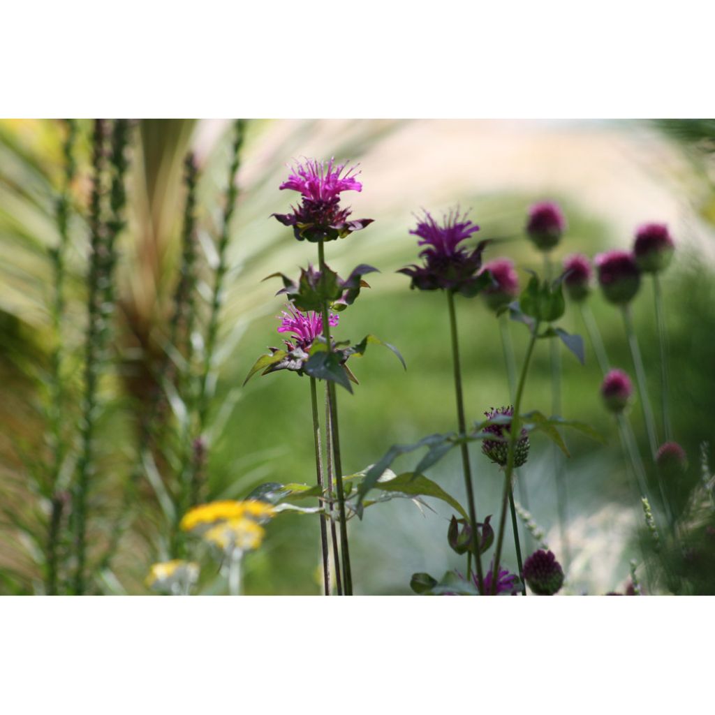 Monarde Scorpion - Bergamote lie-de-vin