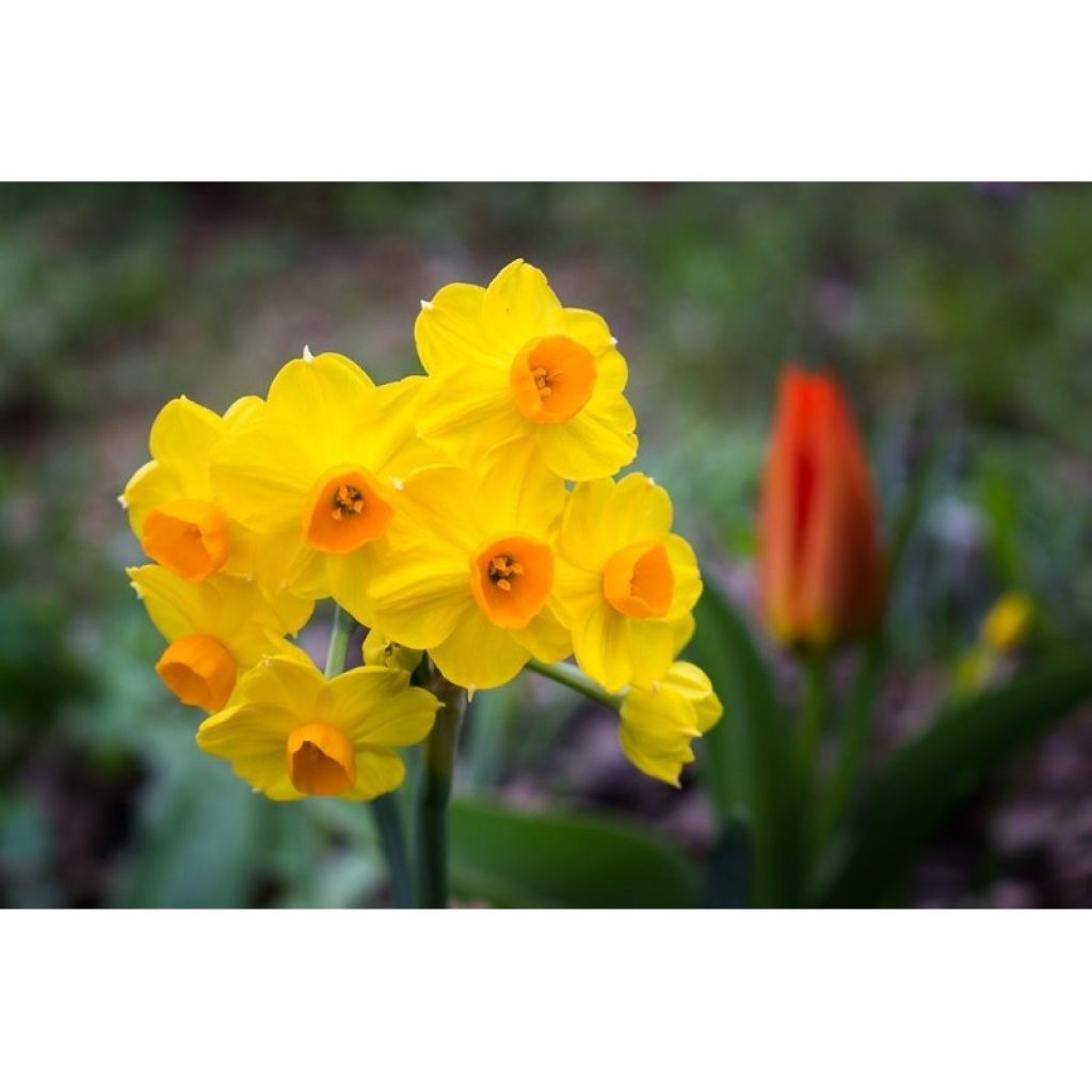 Narcisse Grand Soleil d Or