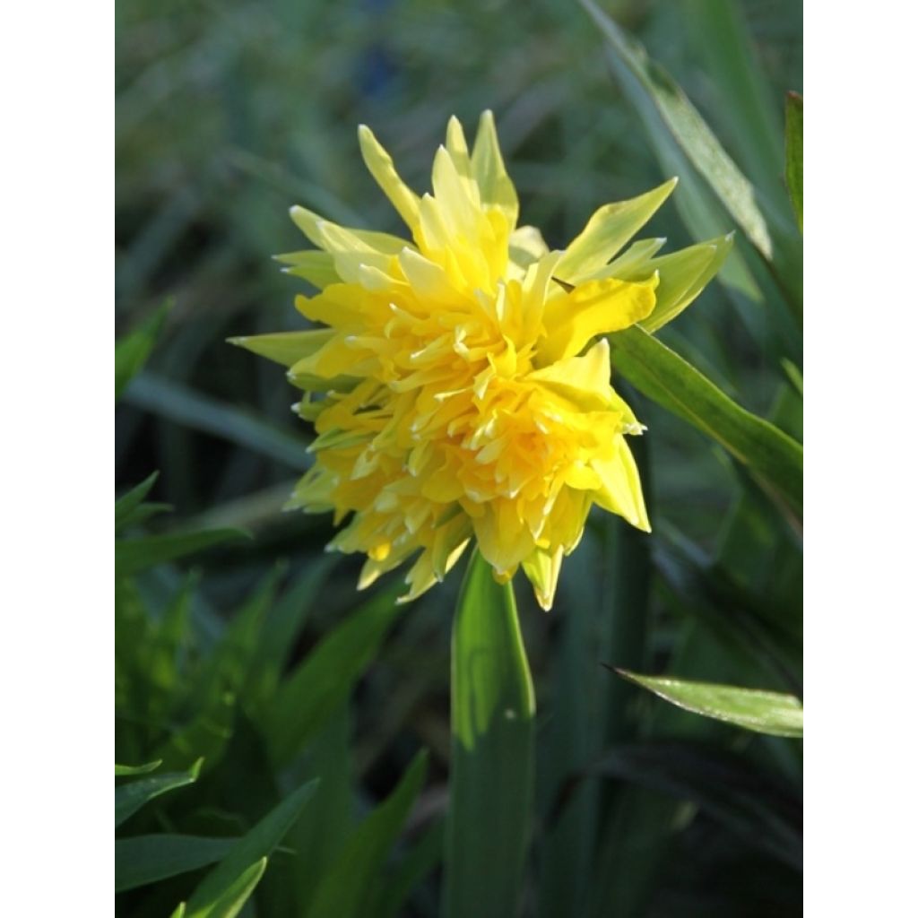 Narcisse Rip Van Winkle