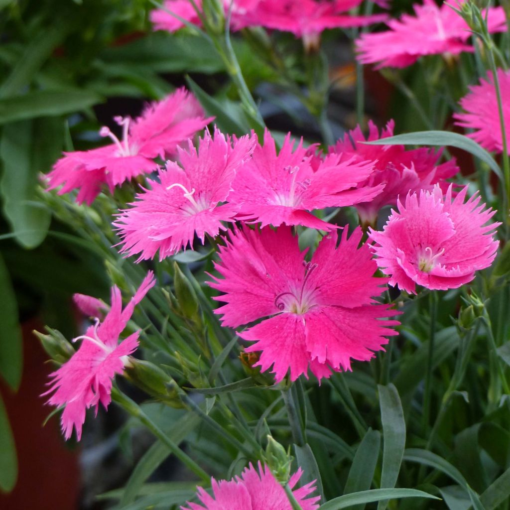 Oeillet annuel - Dianthus Suntory Pink