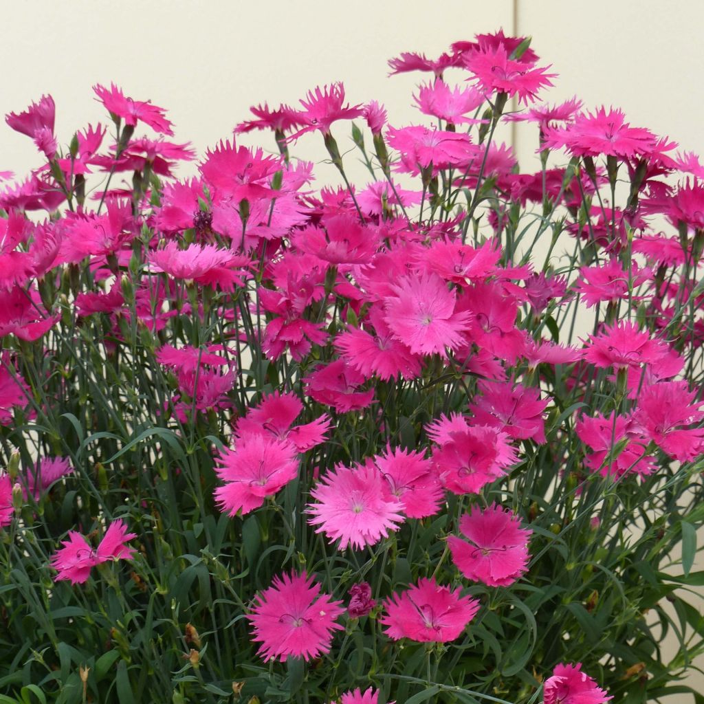 Oeillet annuel - Dianthus Suntory Pink