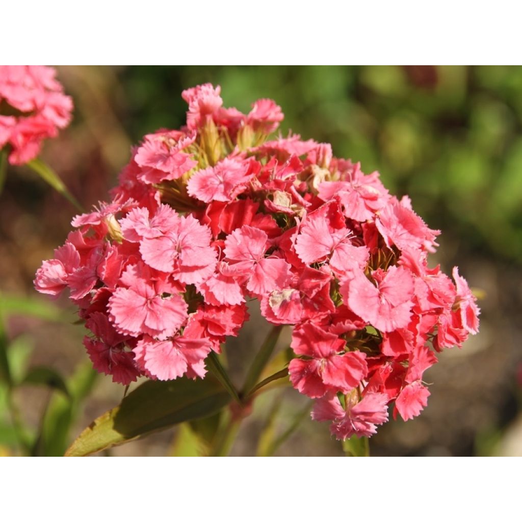 Graines d'Oeillet de Poète à fleurs simples en mélange - Dianthus barbatus