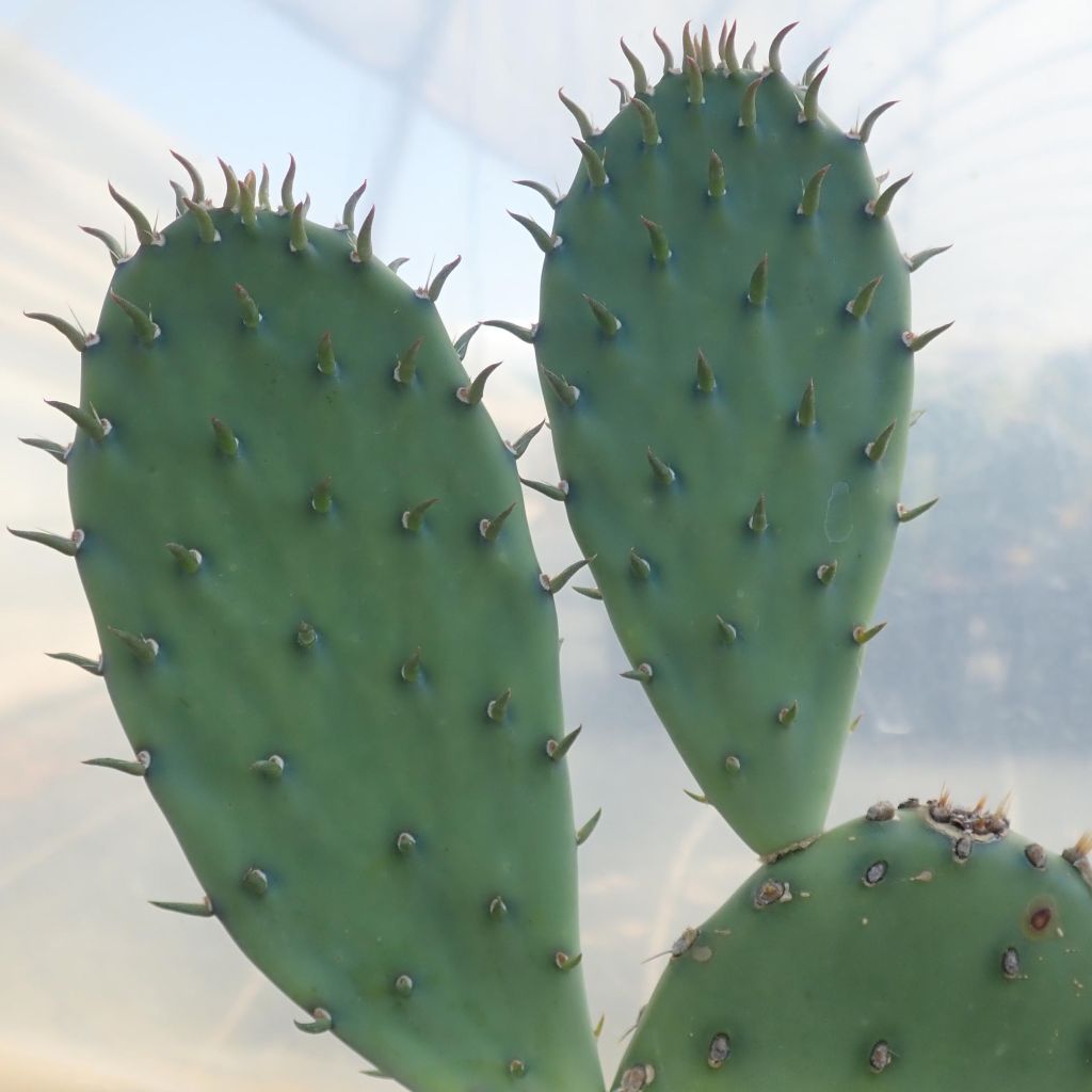 Opuntia laevis - Cactus raquette