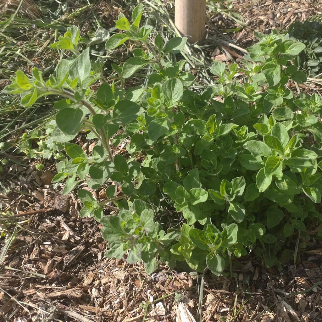 Origan vert ou grec - Origanum heracleoticum (vulgare subsp. hirtum)