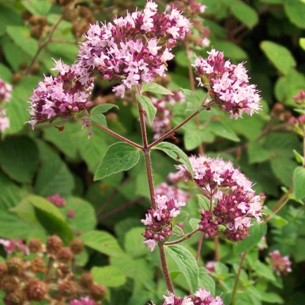 Origan - Origanum vulgare Compactum BIO
