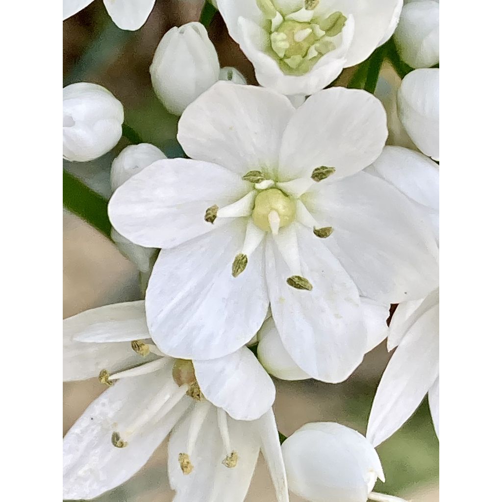 Ornithogalum balansae - Ornithogale