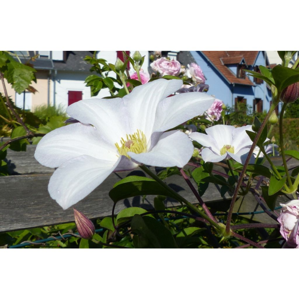 Clématite - Clematis Huldine
