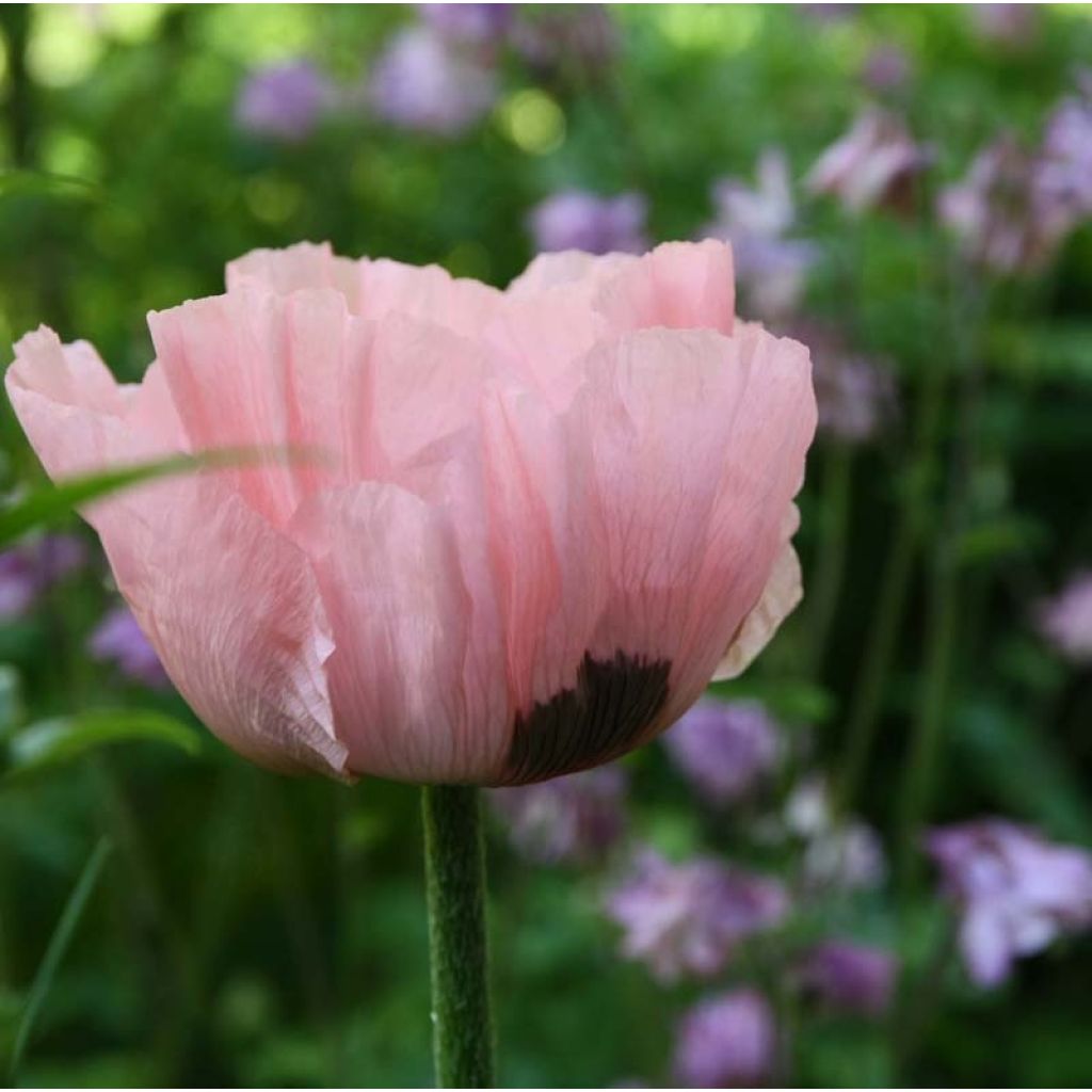 Pavot d'Orient Princess Victoria Louise - Papaver orientale